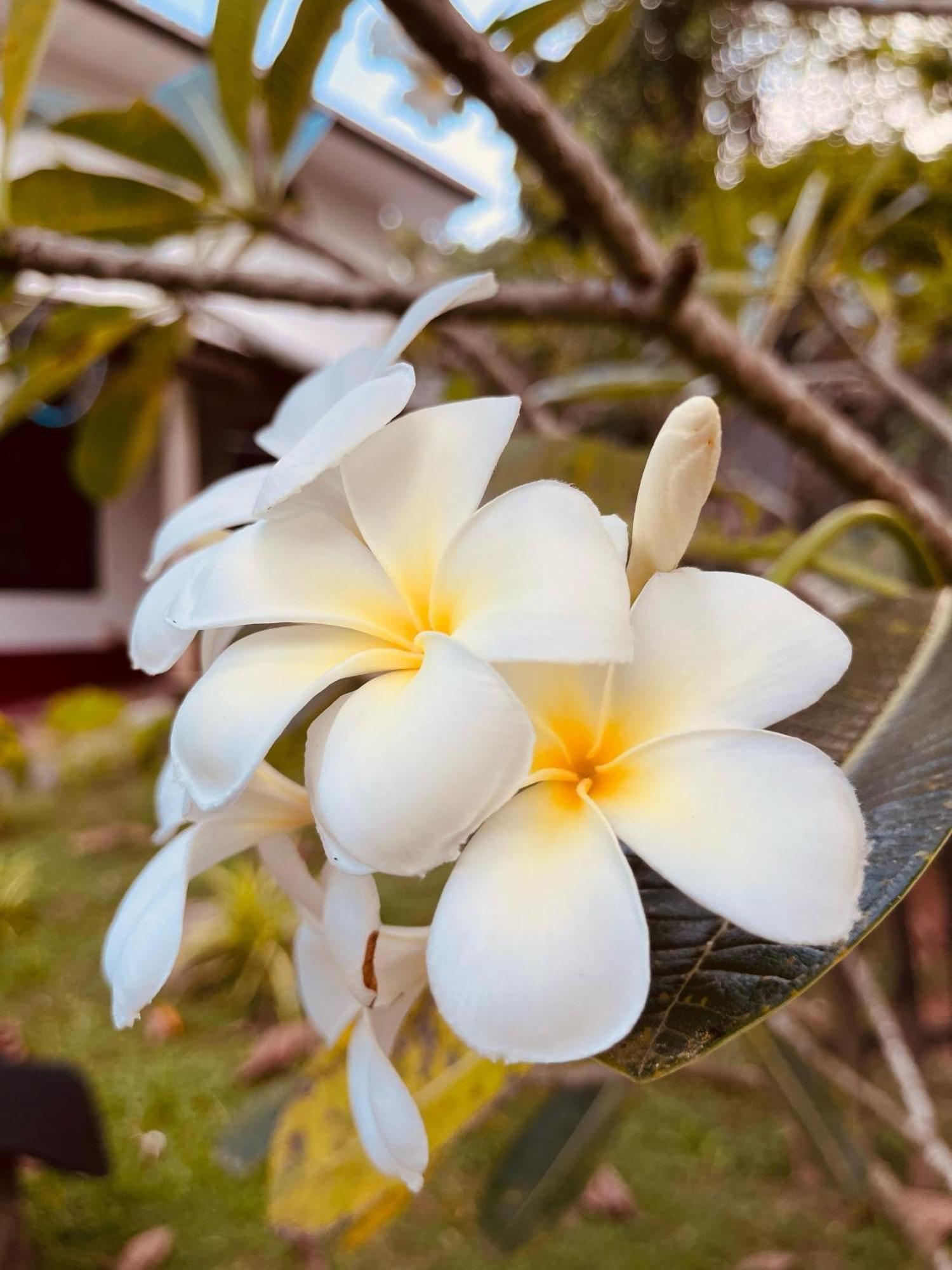 Unawatuna White Villa Esterno foto